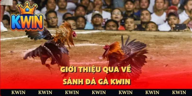 Đá gà trực tuyến kwin 1 Đá gà trực tuyến kwin sân chơi cho tín đồ yêu thích đá gà