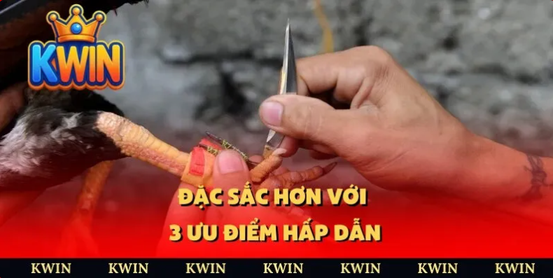 Đá gà trực tuyến kwin 2 Kinh nghiệm chơi đá gà trực tuyến tại Kwin