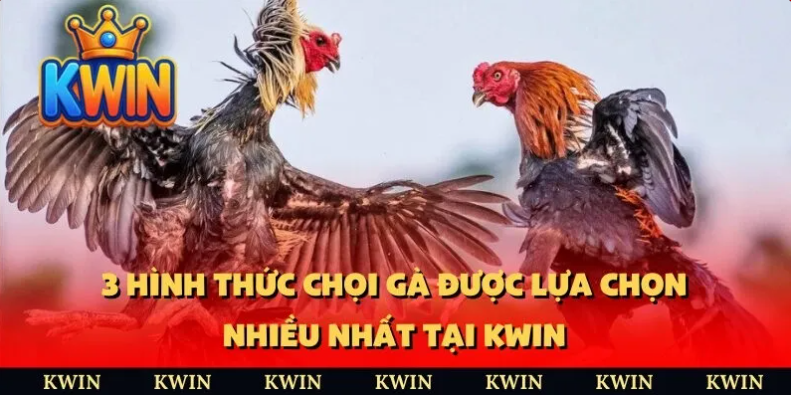 Đá gà trực tuyến kwin 3 Ưu điểm vượt trội của Kwin so với các nhà cái khác